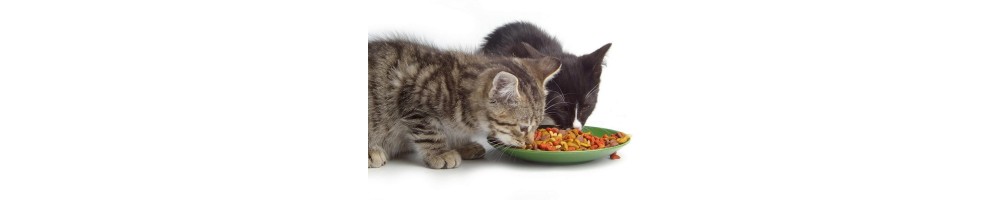 Alimentación gatos
